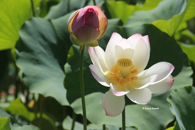 650 Lotus Flower ©