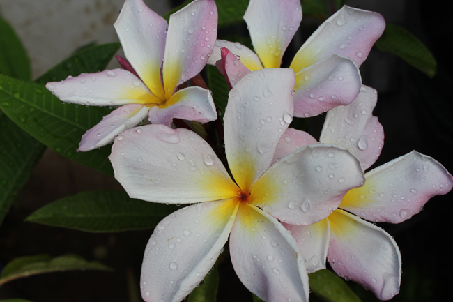 650 Plumeria with water 2017