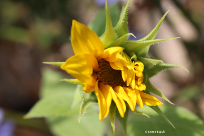 650 Sunflower bud open ©