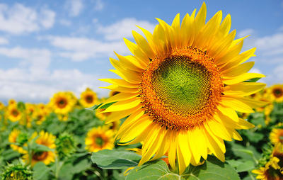 sunflowerfield-1000