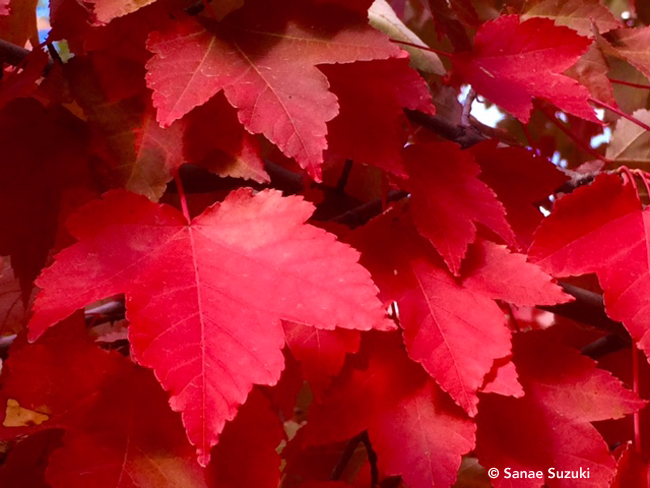 650 Maple leaves in NF ©