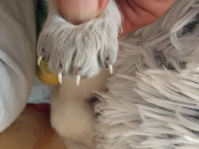 Puppy nail