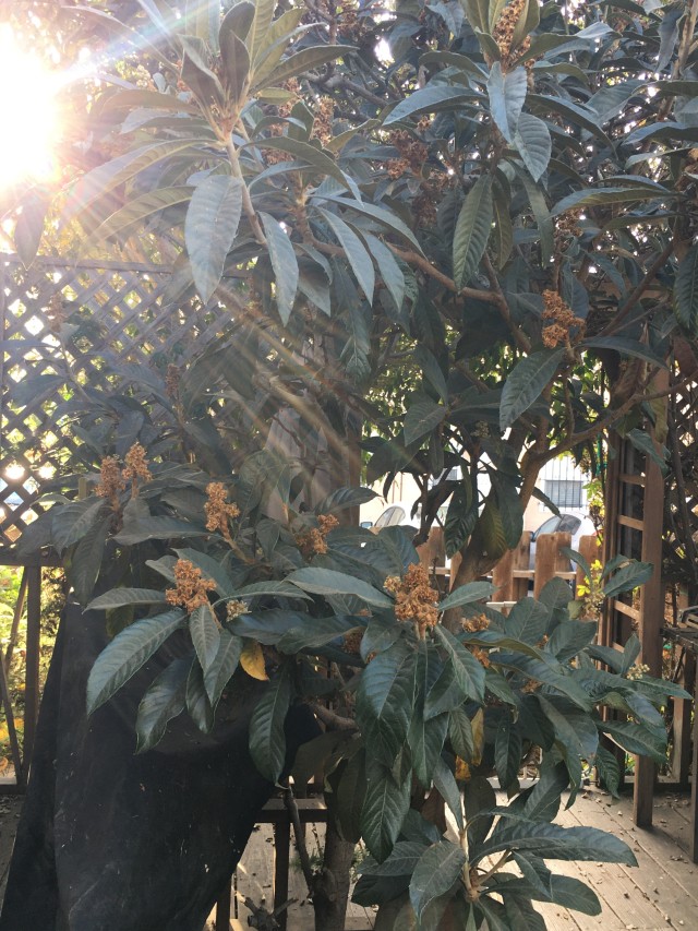 Loquat tree in my garden