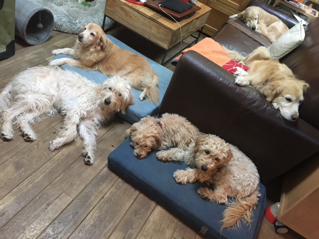 Relaxing dogs